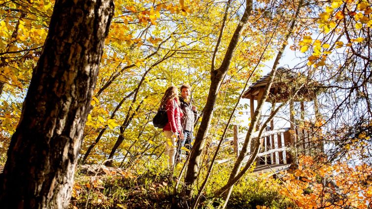ออกแบบพื้นที่สีเขียวด้วยแนวคิด Forest Bathing สู่สวนบำบัดที่ส่งเสริมสุขภาวะที่ดี ภาพประกอบ