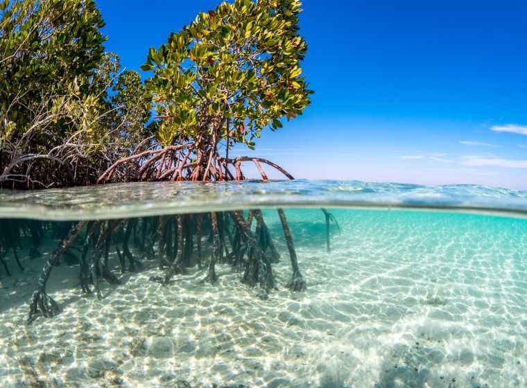 ขอบคุณภาพจาก

https://www.theredsea.sa/en/media-center/news/trsdc-awards-facilities-management-contract-for-its-coastal-village?fbclid=IwAR3FRW1pwgmtRqxP0nmsvAdc0vt64rqGxHbDpsi_4GFb-sUlw4ULd8AOP1k
