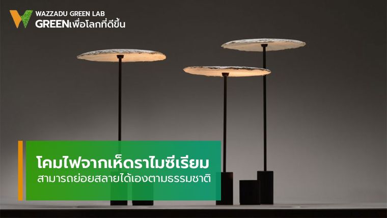 จะเป็นอย่างไร? หากมีโคมไฟที่ทำจากเห็ด และย่อยสลายได้เองตามธรรมชาติ ภาพประกอบ