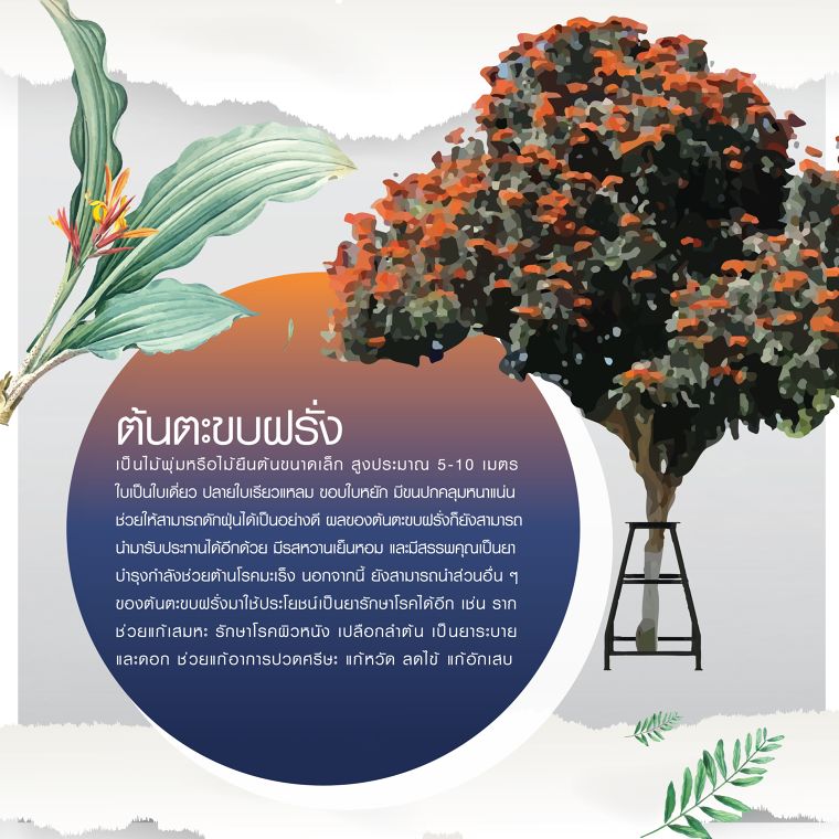 สู้ปัญหา PM 2.5 ด้วยปราการต้นไม้ดักฝุ่น ภาพประกอบ