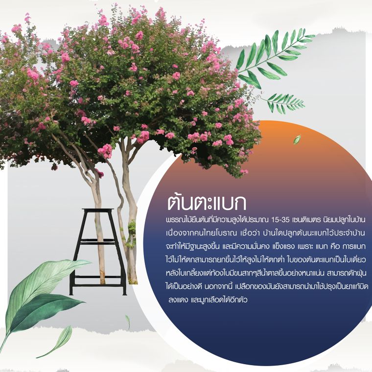 สู้ปัญหา PM 2.5 ด้วยปราการต้นไม้ดักฝุ่น ภาพประกอบ