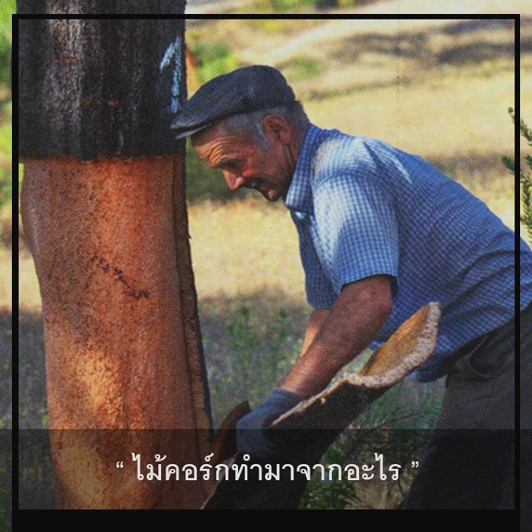 " Interior Design 4.0 Seminar " วัสดุศาสตร์น่ารู้ ไม้คอร์กกับสุนทรียภาพในงานออกแบบตกแต่งภายใน ภาพประกอบ