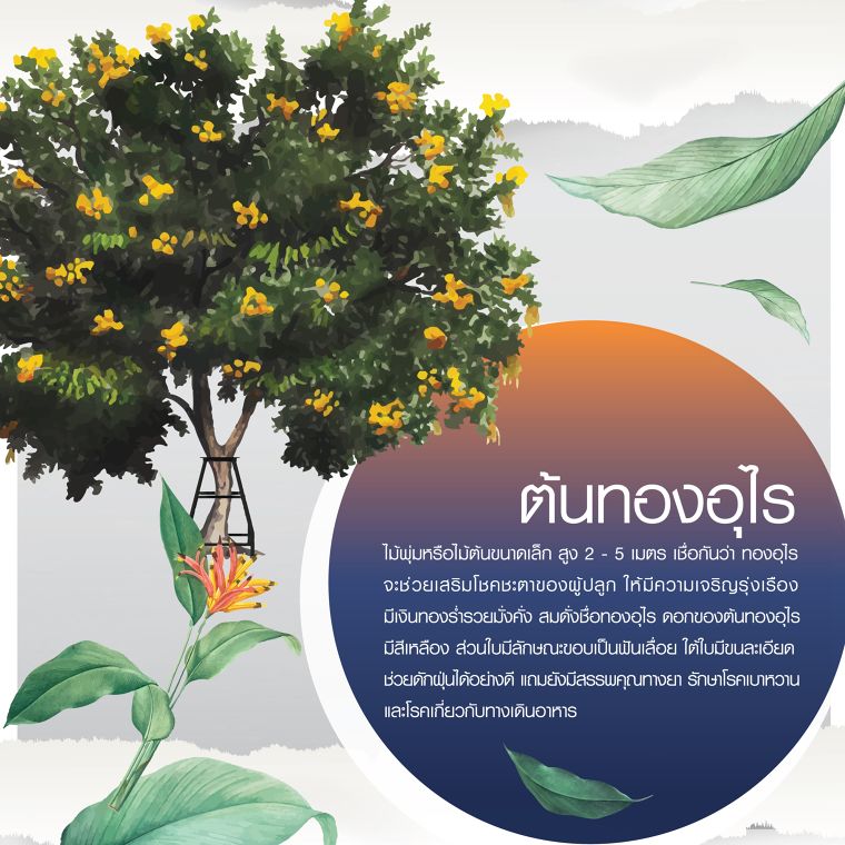 สู้ปัญหา PM 2.5 ด้วยปราการต้นไม้ดักฝุ่น ภาพประกอบ